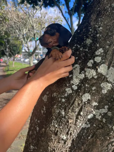 Promoção filhote de salsicha macho