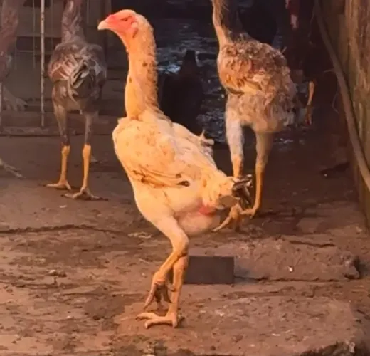 1 galo + 5 galinhas indio gigante - R$ 500,00