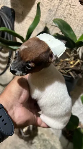 Pinscher 00