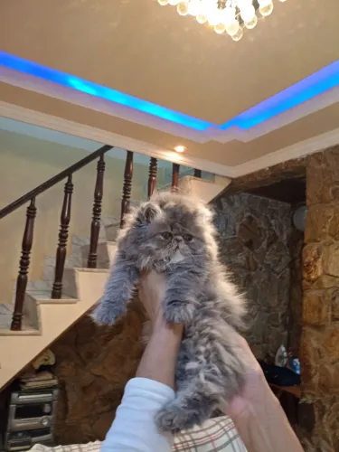 Gato persa 4000
