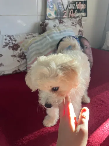 Cachorro Poodle