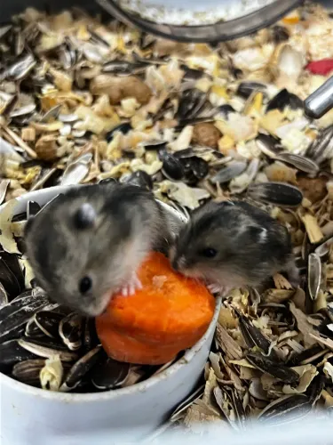 Hamsters filhotes 15 dias