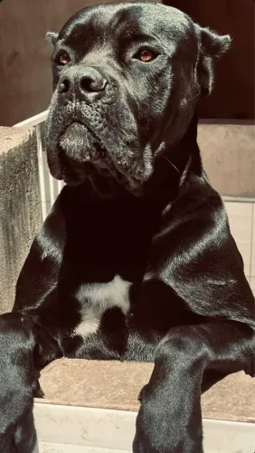 Cane Corso