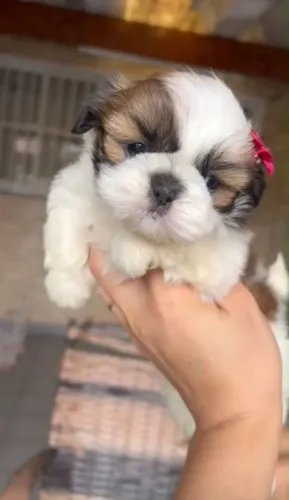 Filhote shih tzu, O amigo mais fiel que você pode ter está aqui!