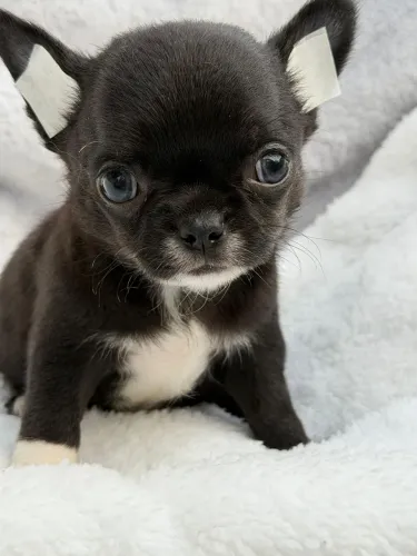 Chihuahua machinho. Um Black de pelagem curta cheio de charme!
