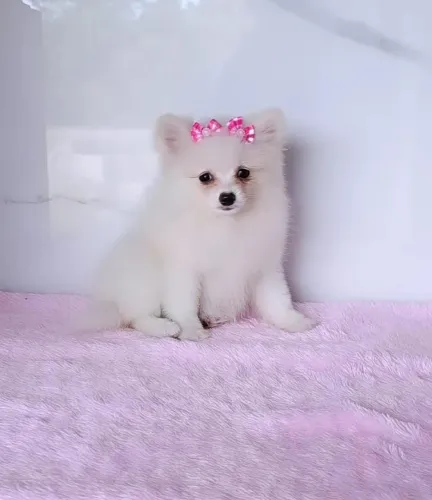 Linda Fêmea de Spitz Alemão Anão Lulu da Pomerania