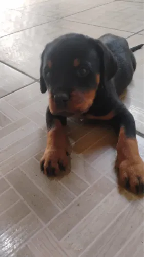 Cachorro rottweiler original 