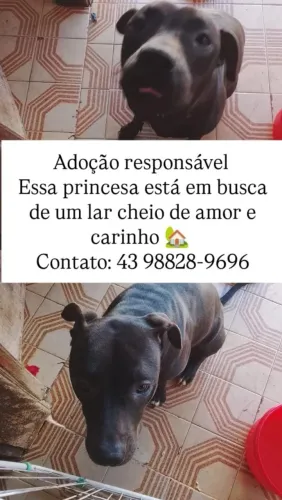 Animais de estimação