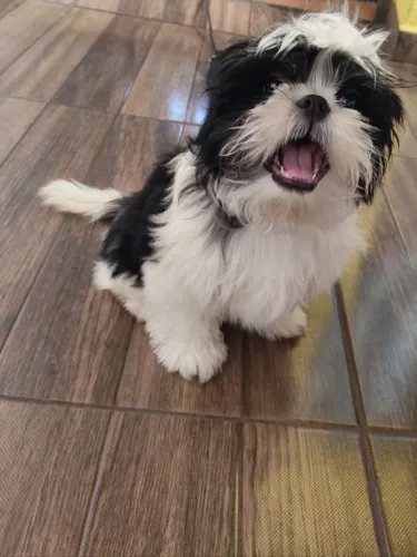 Shih Tzu
