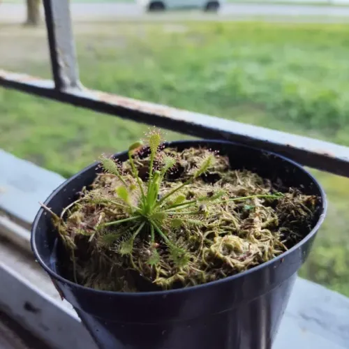 Planta carnívora Drosera