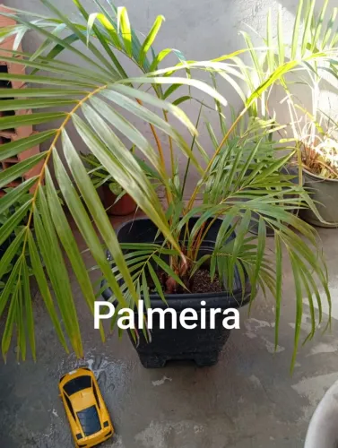 Plantas Naturais palmeiras