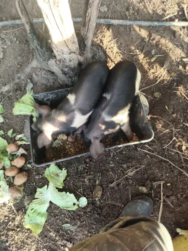 Leitões/ porcos /machos 