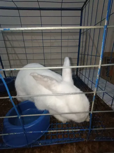 Estou doando esse lindo coelhinho macho 