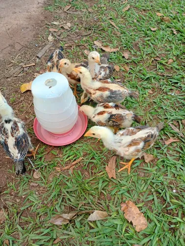 Pintinhos caipira 