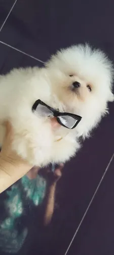 Spitz alemão
