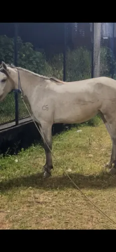 Cavalo 