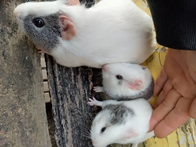 Animais