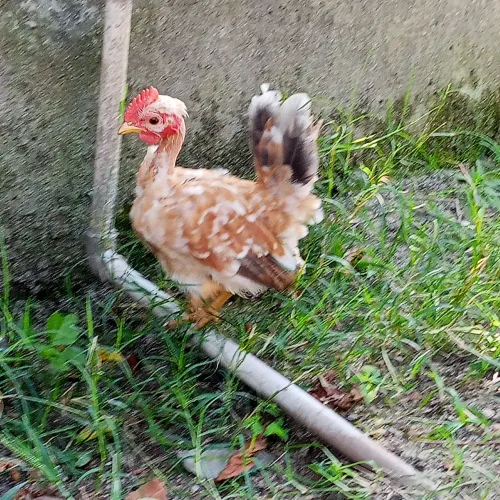 Galinhos mini e polacos