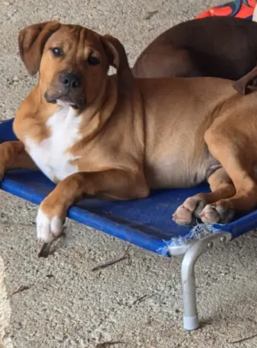 Doa-se um cachorro Pitbull 6 meses , dócil , obediente , já foi vacinado . 