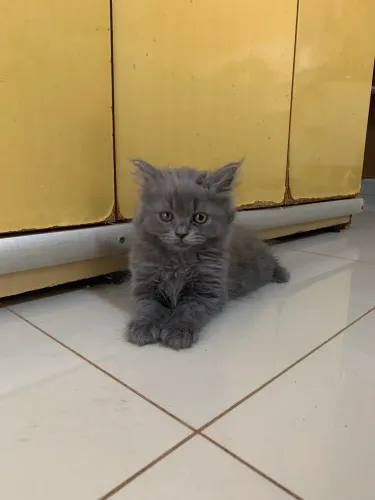 Gato Persa filhote