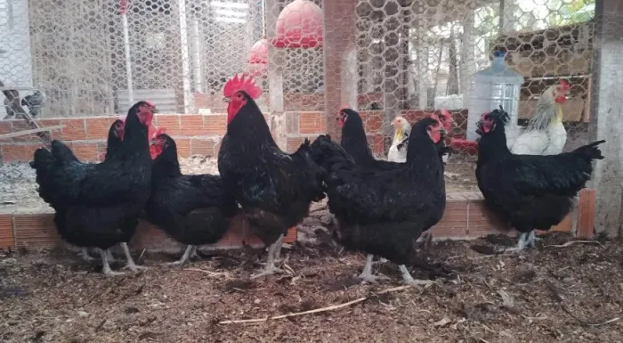 Pintinhos da Raça Gigante Negro de Jersey Entrego em Fortaleza