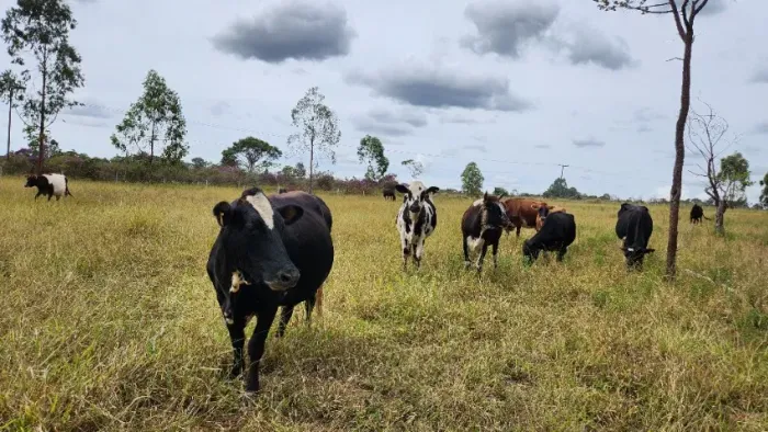 Vendo Vaca leiteira