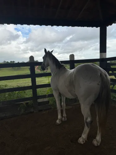 Cavalo