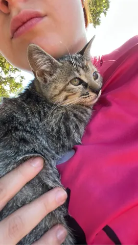 Gatinhos para adoção
