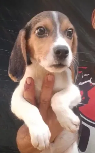 Beagle pequeno porte