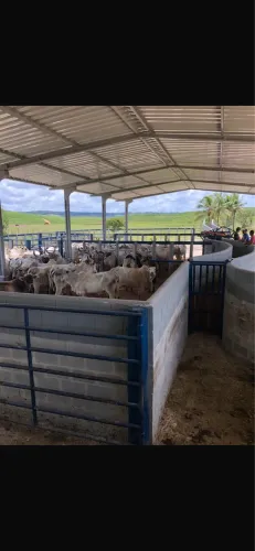 FAZENDA EM MATRIZ DE CAMARAGIBE