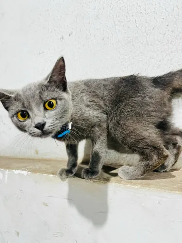 Gatinha Para Doação 