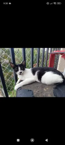 Doa-se gatas castradas