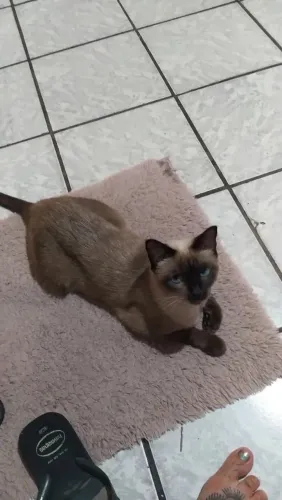 Gata siamês pra doação 