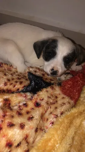 Doação de cachorrinha