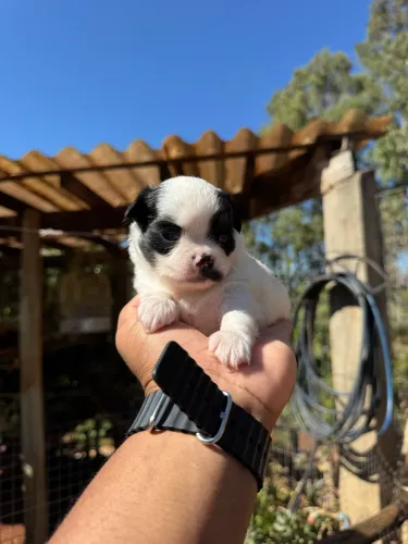 Chihuahua macho pelo longo