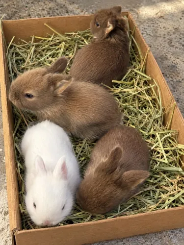 MINI COELHOS ANÕES - DESCENDENTES DE NETHERLAND DWARF