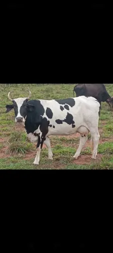 Vendo vacas leiteiras