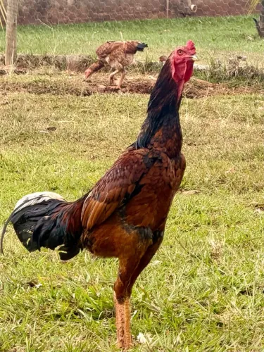 Índio gigante frango 