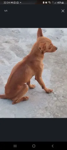 Pincher