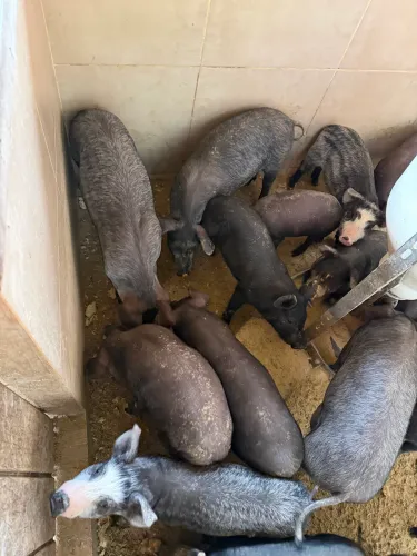 Leitão porco Moura e pata negra