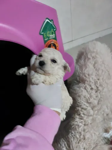Cachorrinhos poodle
