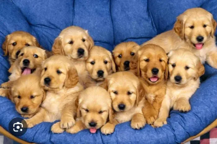 Doação de filhotes de Golden Retriever