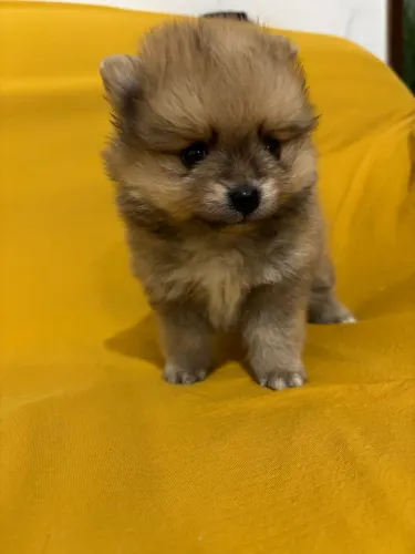 Spitz alemão FÊMEA