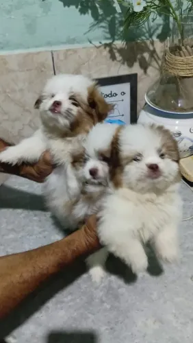 TRES GRAÇAS  - Misturinha