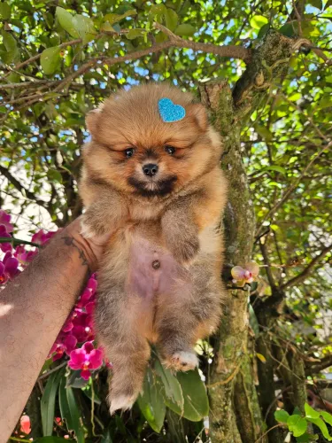 SPITZ ALEMÃO ANÃO LULU DA POMERANIA 