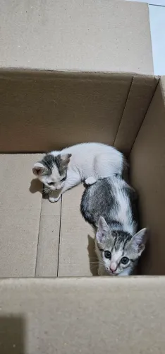 Gato
