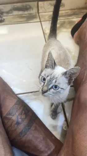 Gatinha para adoção 