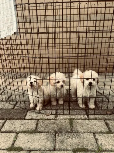 Filhotes de Poodle Toy Macho
