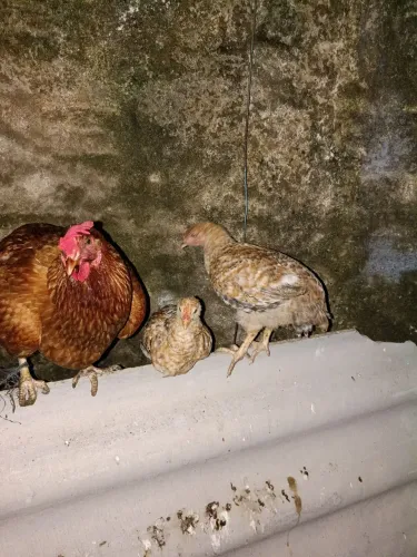 Galinha e dois franguitos