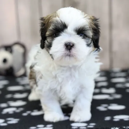 Shih tzu: Uma verdadeira fábrica de carinho e dengo